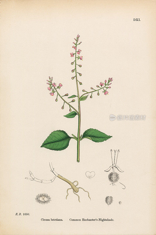 普通魔法师的龙葵，Circaea lutetiana，维多利亚植物学插图，1863年